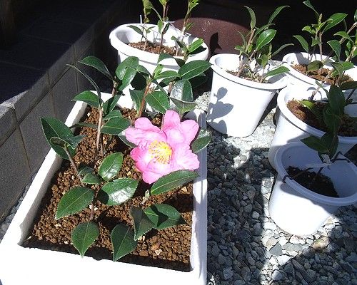 6月にいっぱい挿し木したサザンカが10月にほぼすべて生きている様子。