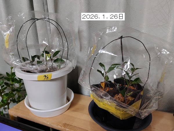 12月に挿し木して、穴があいたビニール袋を被せている鉢植え。