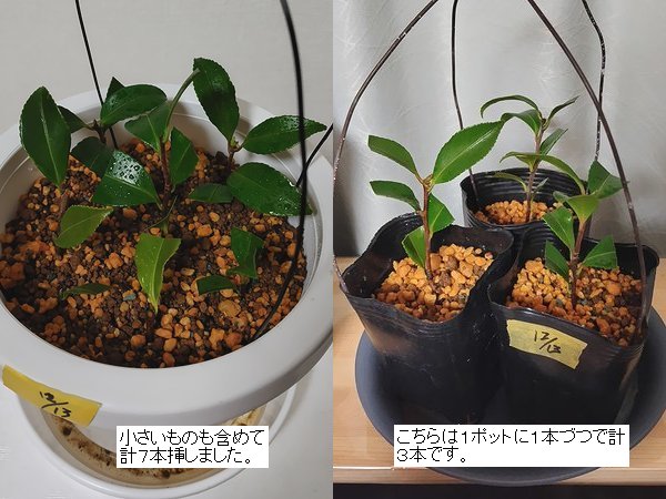 メルカリで購入した桃花のサザンカを10本挿し木をした様子。