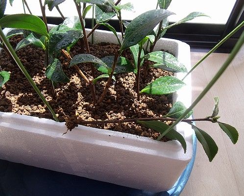 6月にいっぱい挿し木したサザンカの1本を抜いて2か月後に発根の様子を確認している。