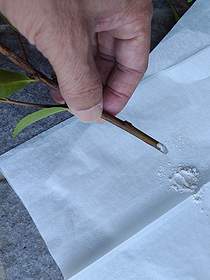 サザンカの挿し木で、挿し穂の切り口に発根促進剤のルートンを付けている様子。