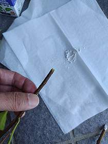 サザンカの挿し木で、挿し穂に発根促進剤のルートンを付けようとしている様子。