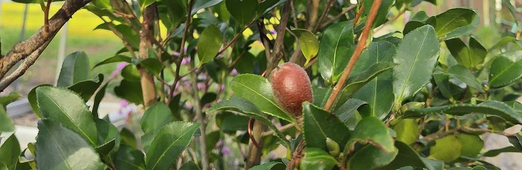 庭に植えているサザンカに実が成っている様子。