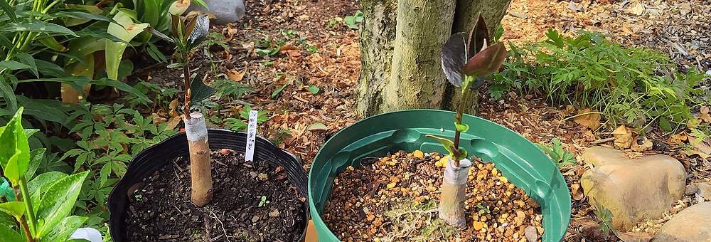 サザンカの接ぎ木が活着して芽が伸びてきた様子。