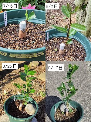 桃花サザンカを4月に接ぎ木して、7月から9月までの4分割の画像。
