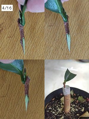 桃花サザンカの三角接ぎで、穂木を削ってから台木に挿している4分割の画像。