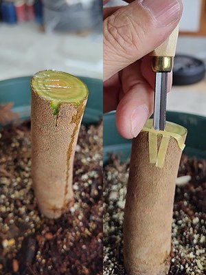 サザンカの接ぎ木で、三角接ぎをするため、台木を彫刻刀で削ろうとしているところ。