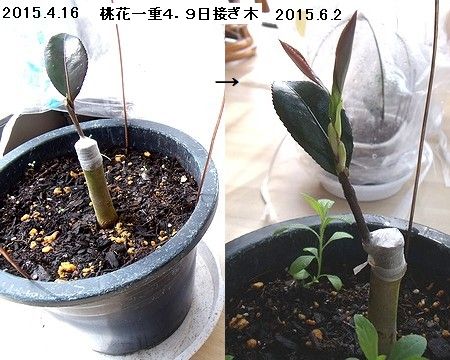 2015年に桃花一重サザンカを接ぎ木したときに、芽が伸び出してくる様子。