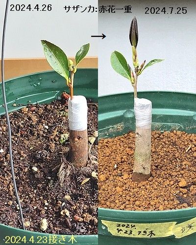 赤花一重のサザンカを4月に接ぎ木して7月に芽が伸び出した様子。