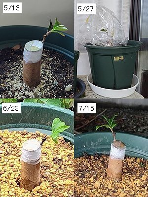 もも花サザンカを5月に接ぎ木して、7月まで管理している4分割画像。