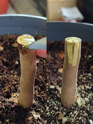 サザンカの接ぎ木で、台木の樹皮が剥がれないので、三角接ぎに変更しているところ。