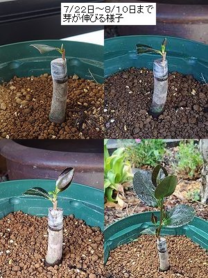うす桃花サザンカを5月に接ぎ木して、7月頃から芽が膨らんでいく様子。