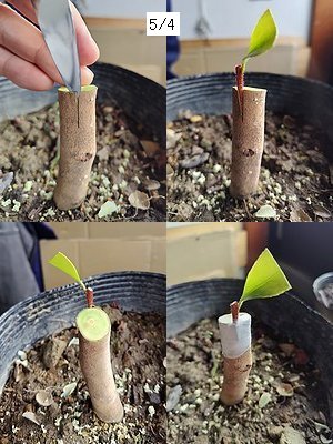 桃花サザンカの接ぎ木で、穂木を台木に差し込んだ後の様子。