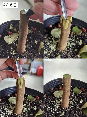 桃花サザンカの接ぎ木で、台木を彫刻刀で削っている4分割の画像。