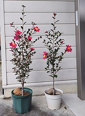 2024年に接ぎ木した赤花一重サザンカが、翌年秋には花が咲いている画像。