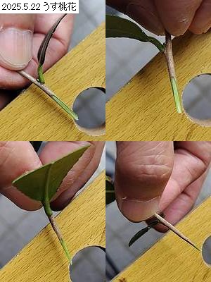 サザンカを接ぎ木するため、穂木を削った時に上下左右から見た写真。