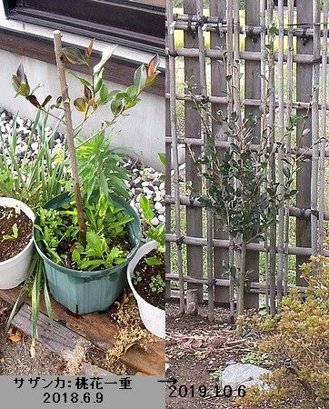 2015年に接ぎ木した桃花一重サザンカの4年後と5年後の姿。