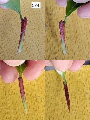 桃花サザンカの接ぎ木で、穂木を削った上下左右方向の4分割画像。