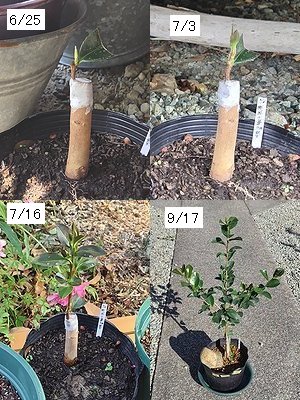 桃花サザンカを4月に接ぎ木して、6月から9月まで成長する様子。