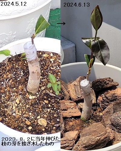 赤花一重のサザンカを8月に接ぎ木して、翌年の6月にやっと芽が伸び出した様子。