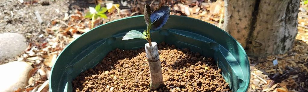 サザンカの接ぎ木が活着して芽が伸びてきた様子。