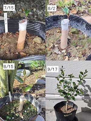 桃花サザンカを5月に接ぎ木して、7月から9月までの成長する様子。