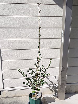 2025年春に接ぎ木した、うす桃花サザンカの翌年9月の様子。