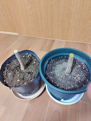 サザンカの接ぎ木で、台木を高さ12cmで切断した2鉢の画像。
