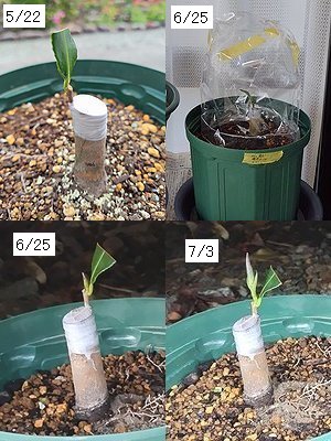 5月に接ぎ木した桃花サザンカが約1か月で芽が膨らんでいく様子。