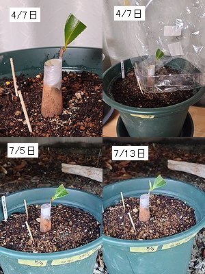 桃花サザンカを4月に接ぎ木して、7月に芽が膨らんでくるまでの4分割の画像。