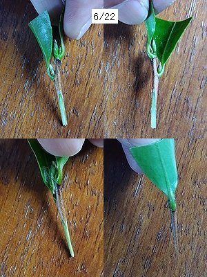 サザンカの接ぎ木で、穂木を削って上下左右から撮った4分割画像。