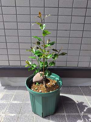 5月に接ぎ木したうす桃花サザンカが30cmくらい伸びた9月の様子。