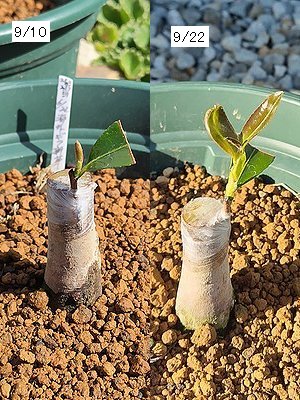6月に接ぎ木したサザンカが、9月にやっと芽が伸びてきた様子。