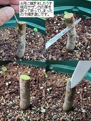 海外でよく接ぎ木に使われる手法を真似て、台木の樹皮を剥しています。