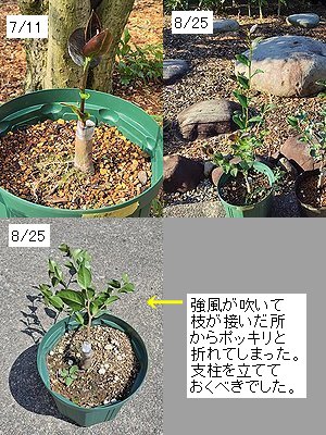5月に接ぎ木したサザンカが8月になって、接いだ個所から強風で折れてしまった画像。