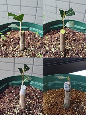 サザンカの接ぎ木で、削った穂木を台木に差し込んだ後の画像。