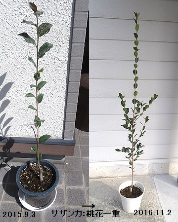 2015年に接ぎ木した桃花一重サザンカの1年目秋と2年目秋の様子。