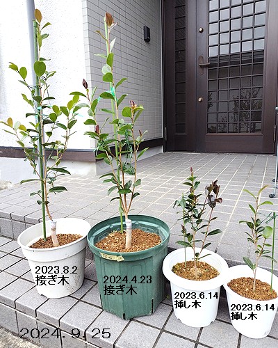 赤花一重サザンカの接ぎ木2鉢と、挿し木した2鉢の計4鉢の画像。