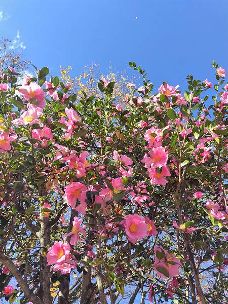 山形市霞城公園（かじょうこうえん）の北門手前にある桃花サザンカのアップ画像。