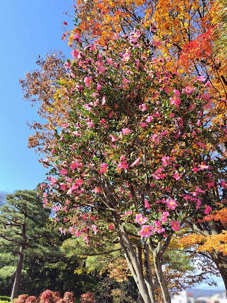 山形市霞城公園（かじょうこうえん）の北門手前にある桃花サザンカが満開の様子。