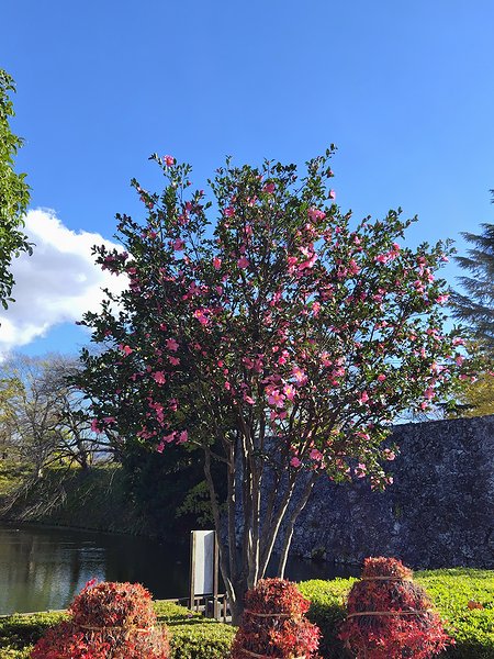 山形市霞城公園（かじょうこうえん）の二ノ丸北門手前にあるサザンカが咲いている様子。