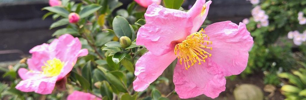 庭に植えてある、2015年に挿し木した桃花一重サザンカ。