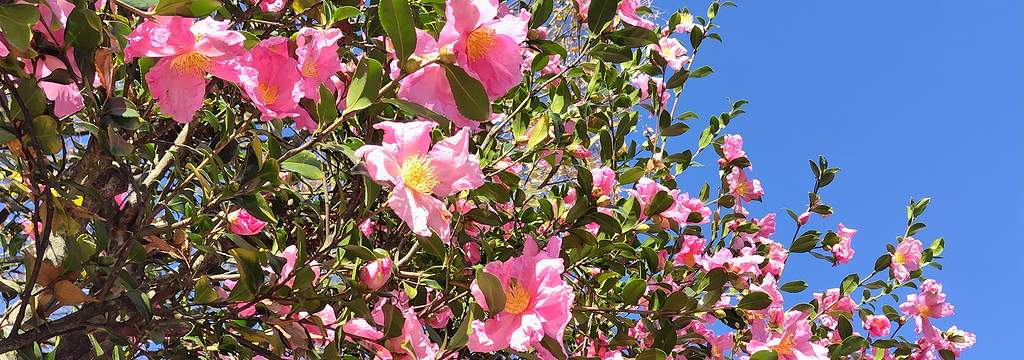 山形市霞城公園（かじょうこうえん）の桃花サザンカが満開の様子。