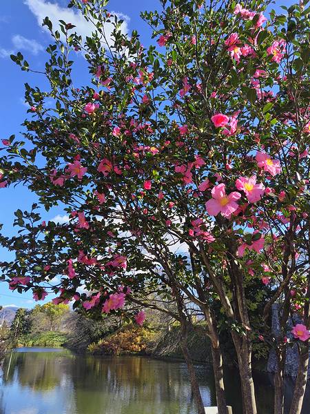 山形市霞城公園（かじょうこうえん）の、二ノ丸北門手前にあるサザンカの花のアップ画像。