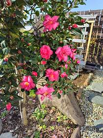 実を2個採取した、庭に植えてあるピンクの早咲きサザンカの花の画像。