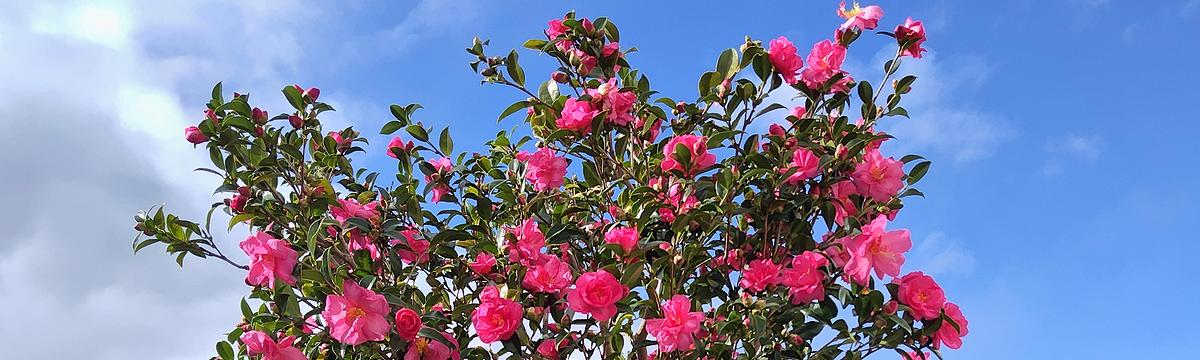庭に植えてある岐阜県産ピンクの早咲きサザンカが満開の様子。