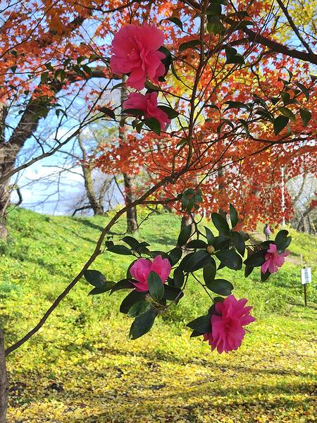山形市霞城公園の北門を入ってすぐ左にあるピンクの八重サザンカのアップ画像