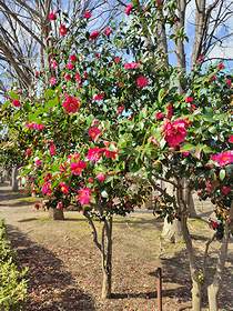 山形市霞城公園内にある紅色のサザンカが3月に咲いている様子。