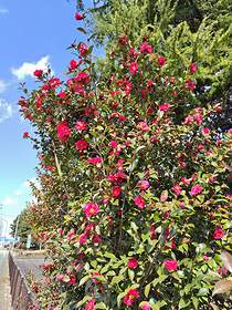 山形市あかねヶ丘の陸上競技場にある八重咲き紅色のサザンカ。