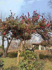 私が住んでいる市のお隣の市で、中央公園という所にあるサザンカが3月に咲いている様子。